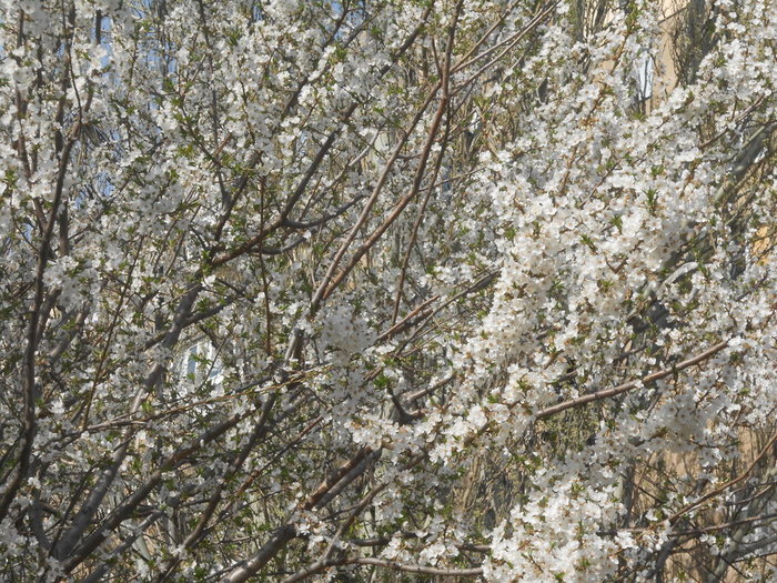DSCN5951 (700x525, 175Kb)