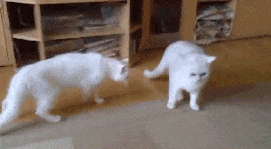 4743317_164030620_0c97010c9701 (300x165, 797Kb)