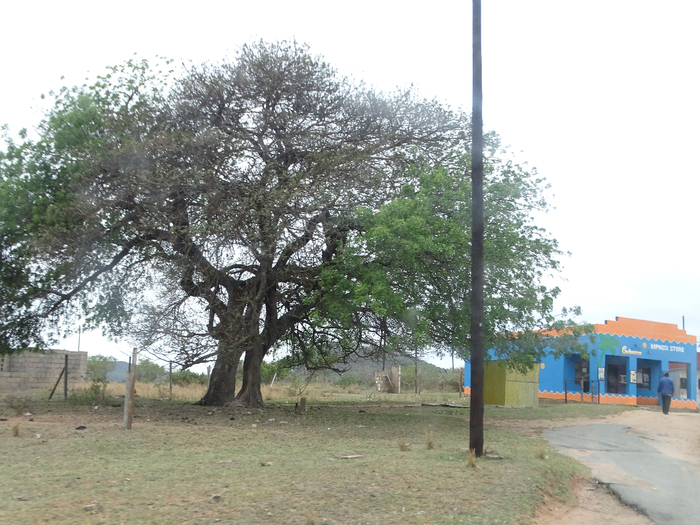 DSC01006 (700x525, 402Kb)