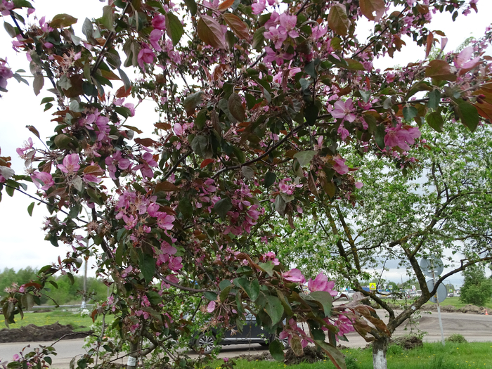 DSC00493 (700x525, 611Kb)