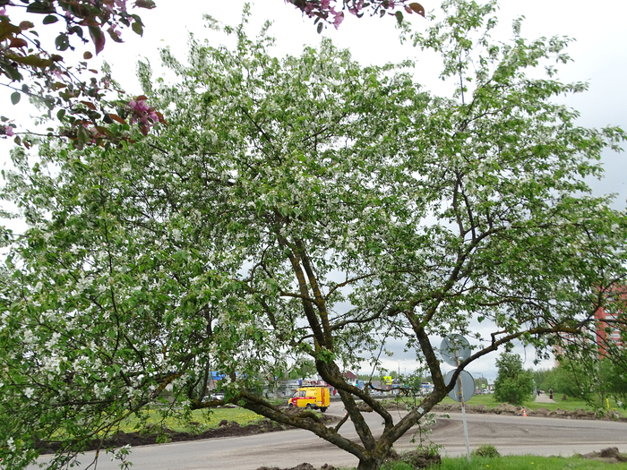 DSC00495 (700x525, 631Kb)