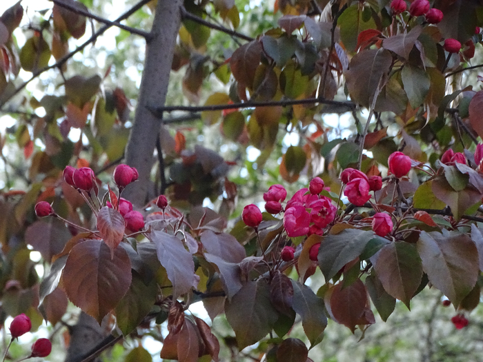 DSC00505 (700x525, 459Kb)