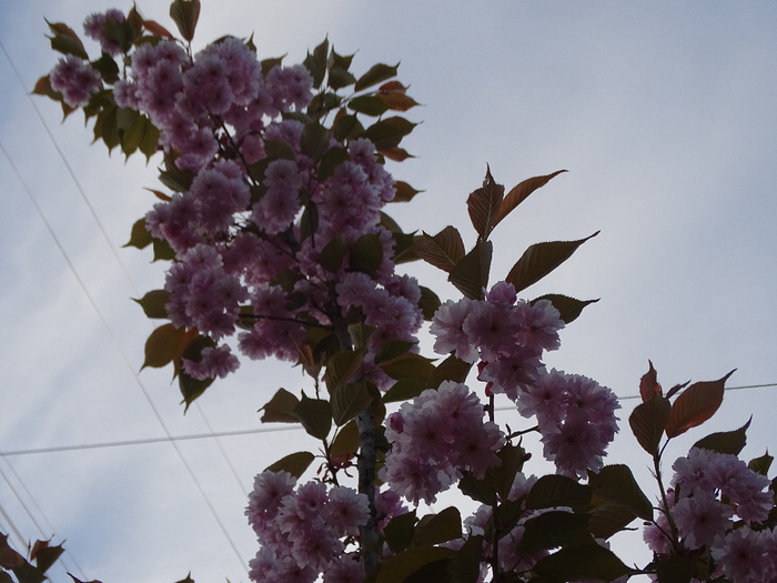 DSC00507 (700x525, 340Kb)