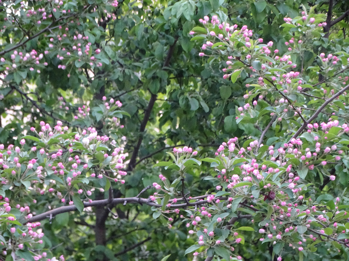 DSC00509 (700x525, 554Kb)