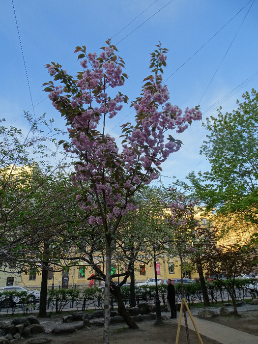 DSC00511 (525x700, 564Kb)