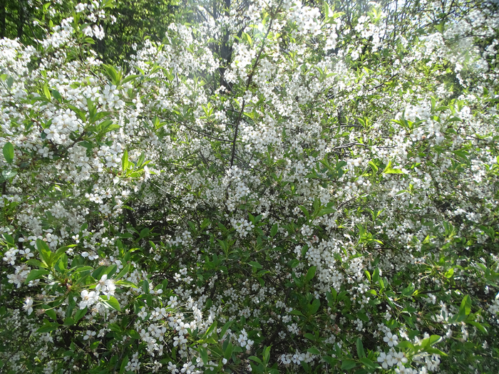 DSC00517 (700x525, 670Kb)