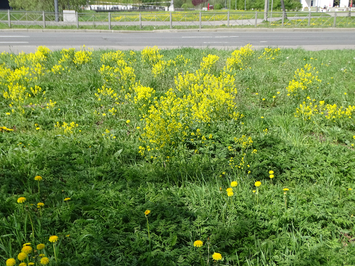 DSC00521 (700x525, 639Kb)