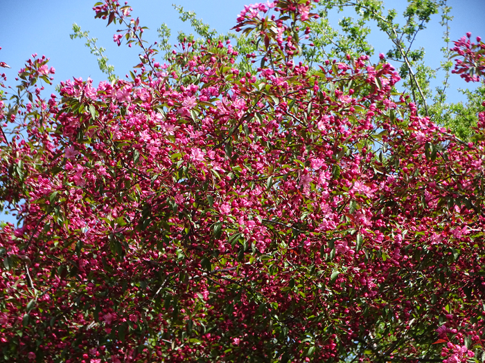 DSC00527 (700x525, 769Kb)