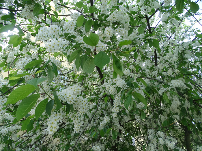 DSC00530 (700x525, 625Kb)