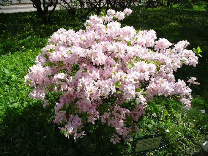 DSC00531 (700x525, 576Kb)