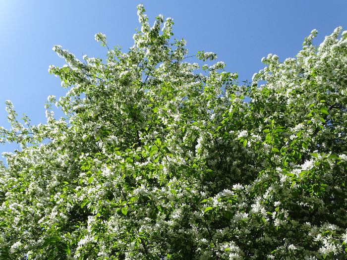 DSC00541 (700x525, 634Kb)