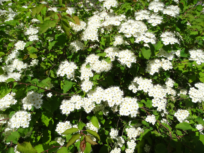 DSC00545 (700x525, 631Kb)