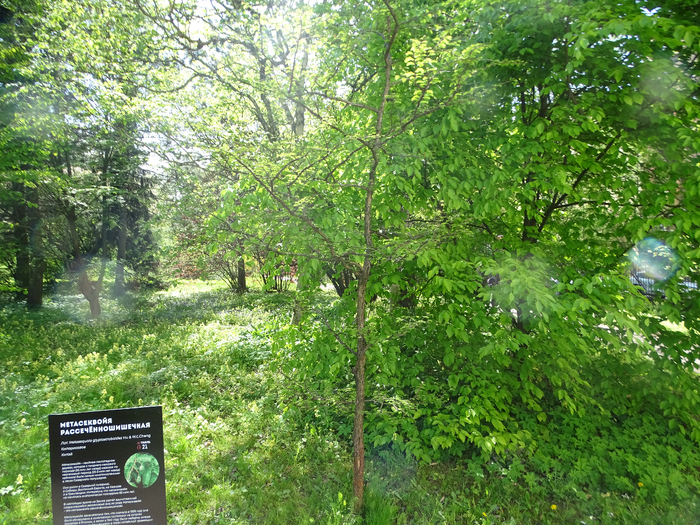 DSC00546 (700x525, 667Kb)