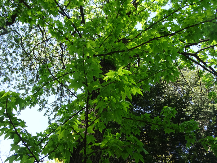 DSC00557 (700x525, 680Kb)