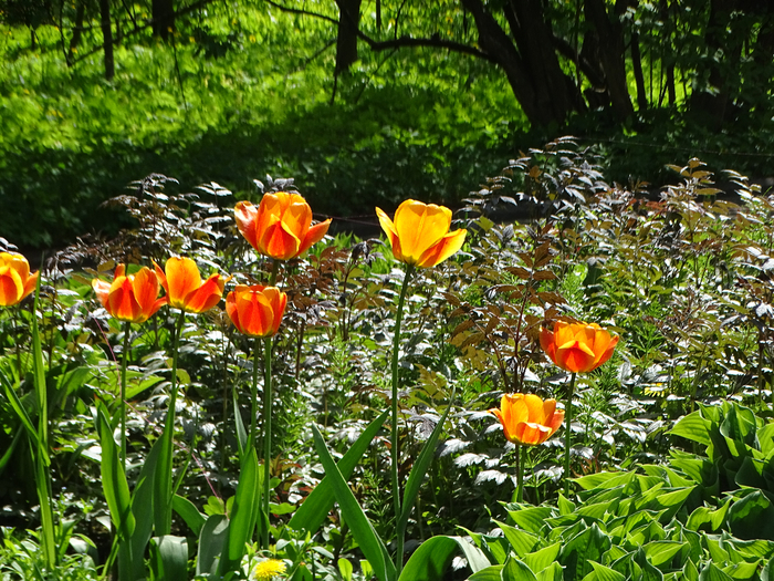 DSC00573 (700x525, 656Kb)