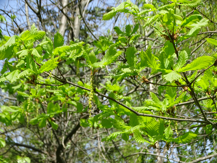 DSC00579 (700x525, 611Kb)