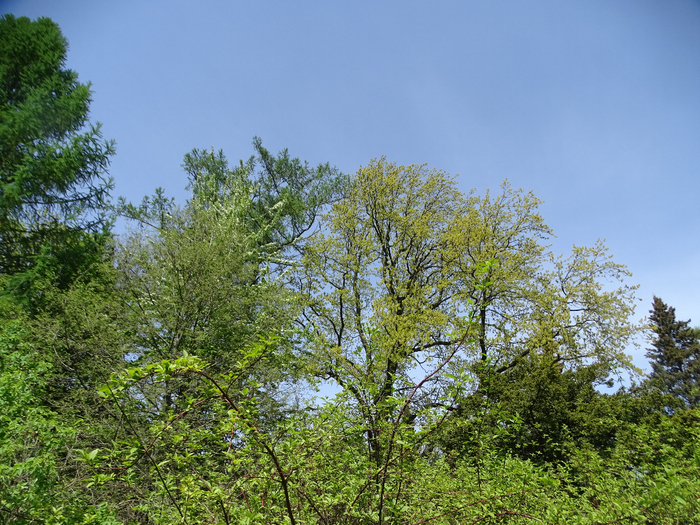 DSC00582 (700x525, 559Kb)