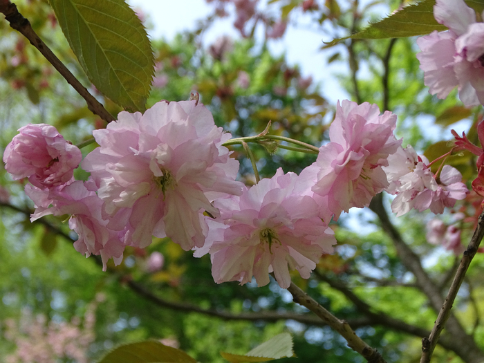 DSC00596 (700x525, 413Kb)