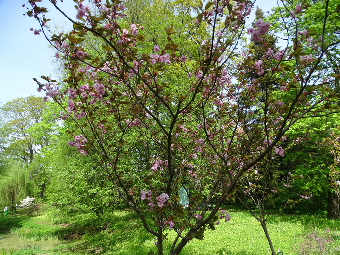 DSC00600 (700x525, 699Kb)