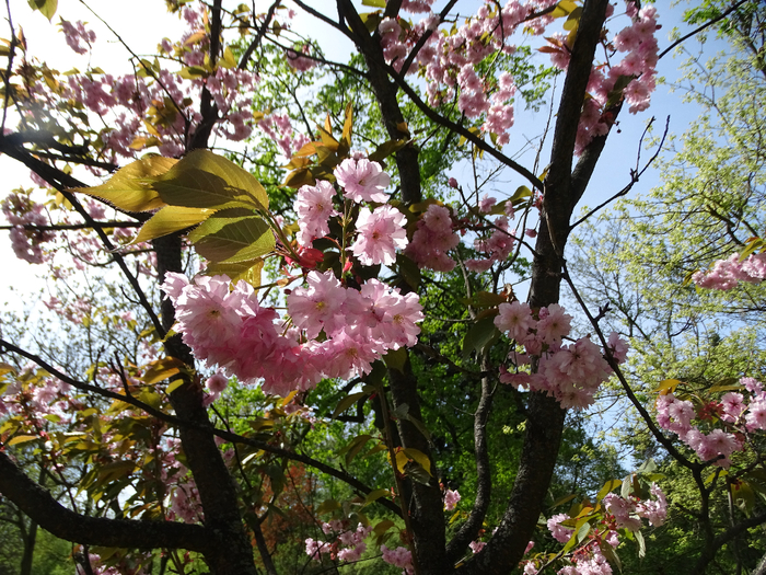 DSC00604 (700x525, 635Kb)