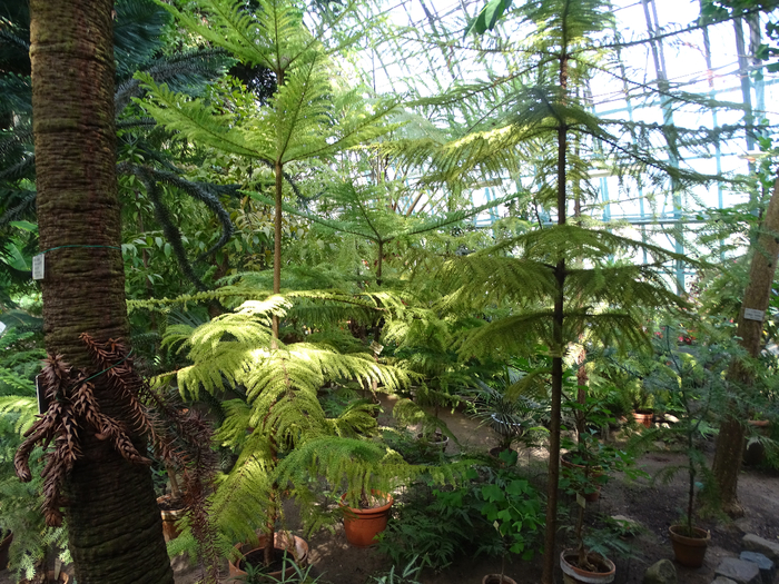 DSC00612 (700x525, 589Kb)