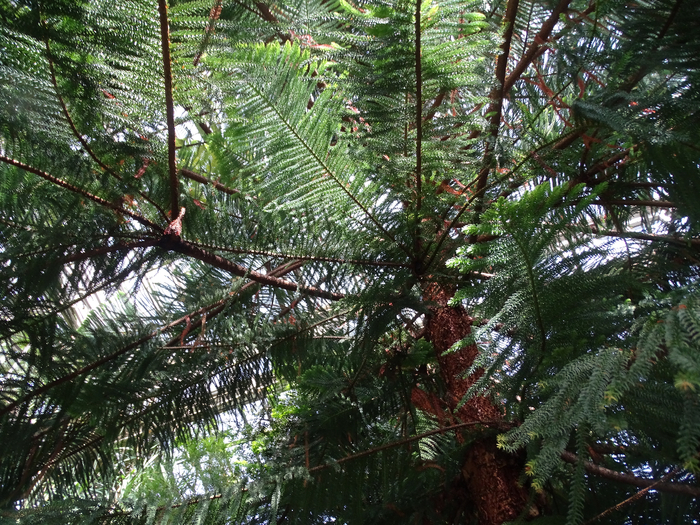 DSC00615 (700x525, 607Kb)