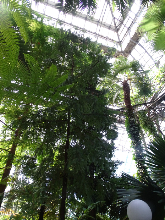 DSC00620 (525x700, 574Kb)