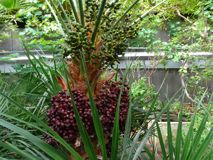 DSC00624 (700x525, 648Kb)