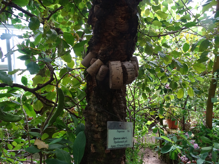 DSC00626 (700x525, 591Kb)