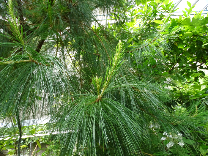 DSC00634 (700x525, 646Kb)