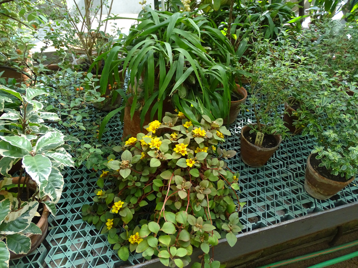 DSC00641 (700x525, 625Kb)