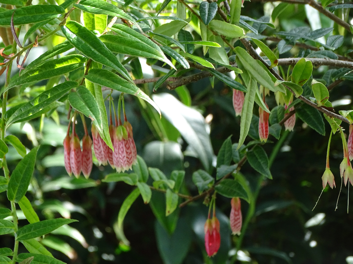 DSC00659 (700x525, 458Kb)