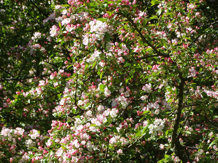 DSC00666 (700x525, 716Kb)