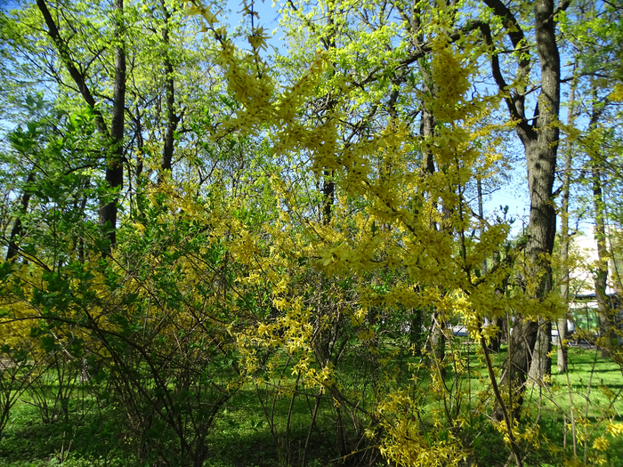 DSC00671 (700x525, 738Kb)