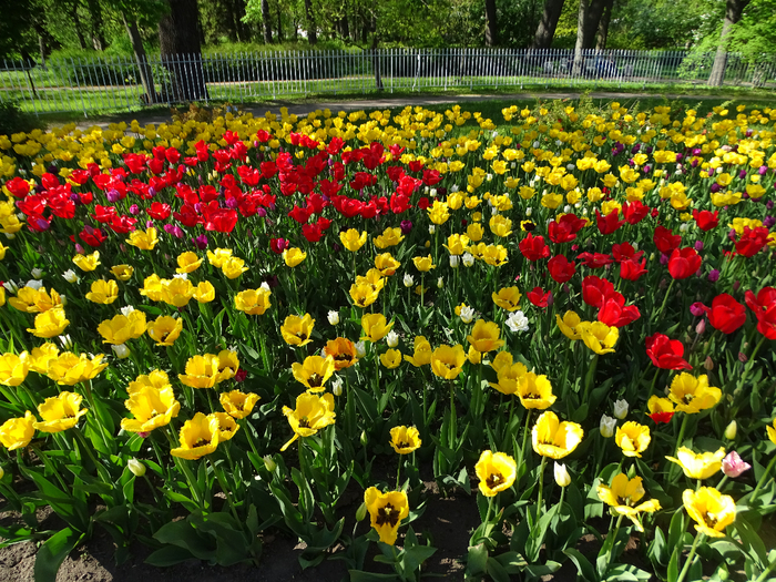 DSC00682 (700x525, 687Kb)