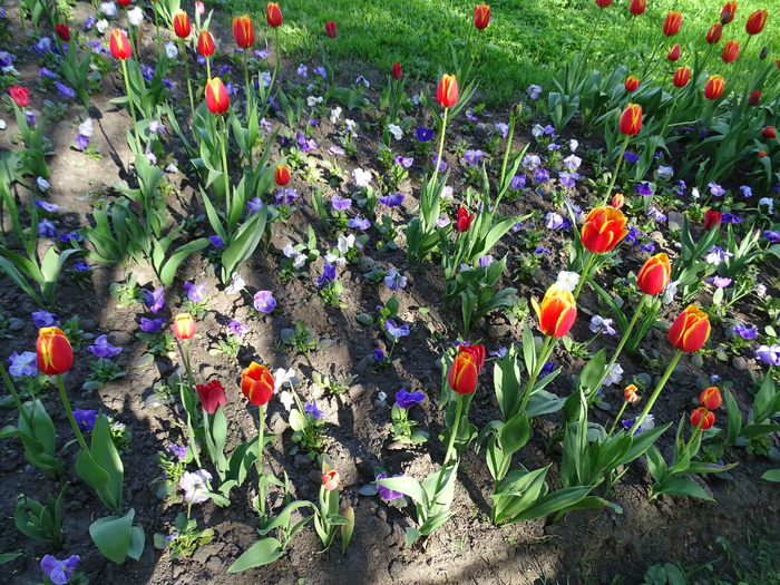 DSC00692 (700x525, 632Kb)