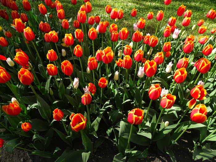 DSC00704 (700x525, 618Kb)