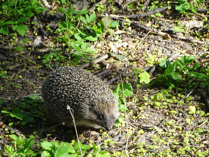 DSC00712 (700x525, 619Kb)