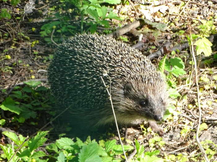 DSC00714 (700x525, 562Kb)