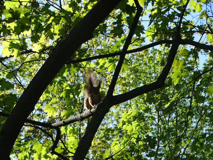 DSC00719 (700x525, 663Kb)