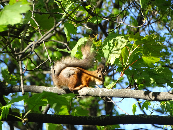 DSC00721 (700x525, 537Kb)