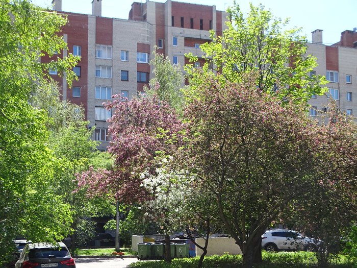 DSC00729 (700x525, 656Kb)