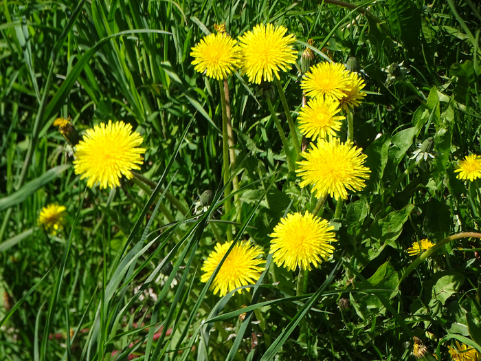 DSC00731 (700x525, 618Kb)