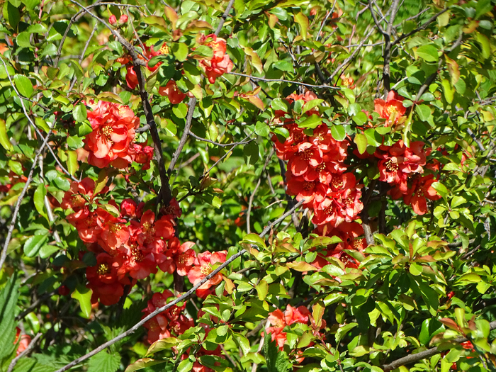 DSC00737 (700x525, 700Kb)