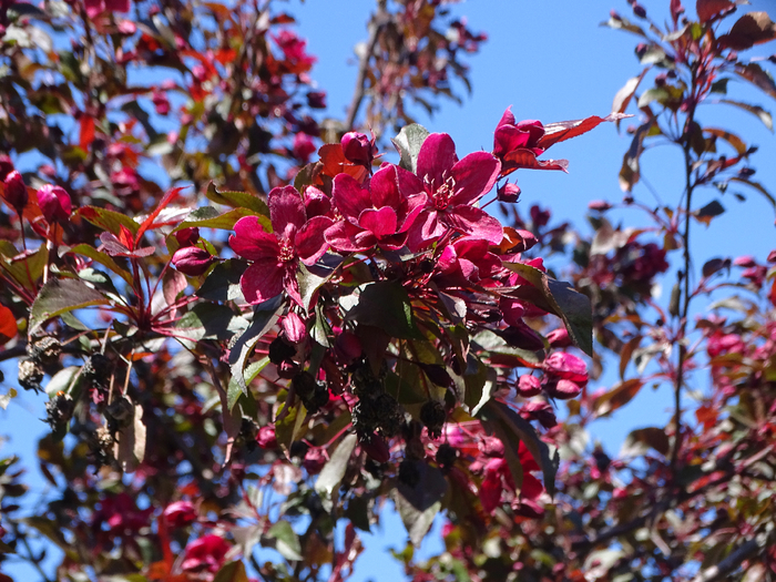 DSC00742 (700x525, 564Kb)