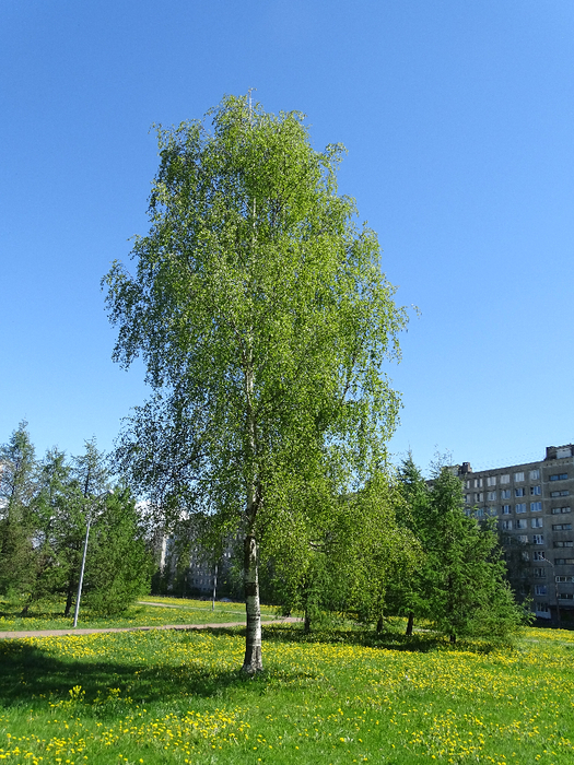 DSC00745 (525x700, 561Kb)