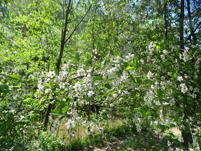 DSC00754 (700x525, 683Kb)