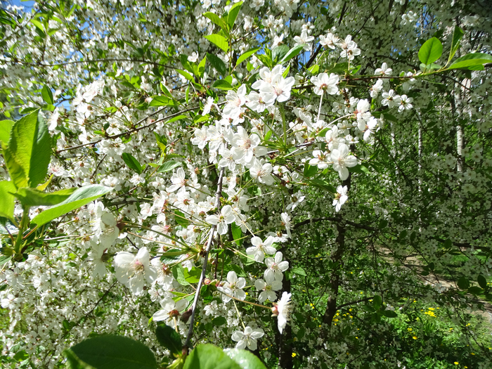 DSC00757 (700x525, 661Kb)