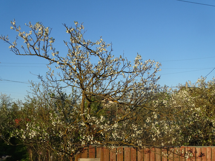 DSC00770 (700x525, 555Kb)