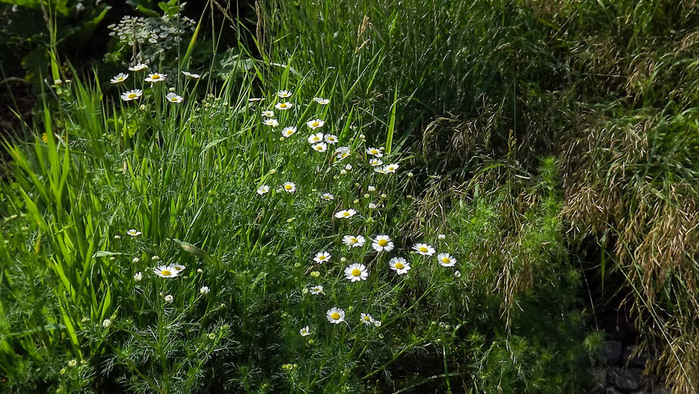 DSCF0569 (700x394, 180Kb)